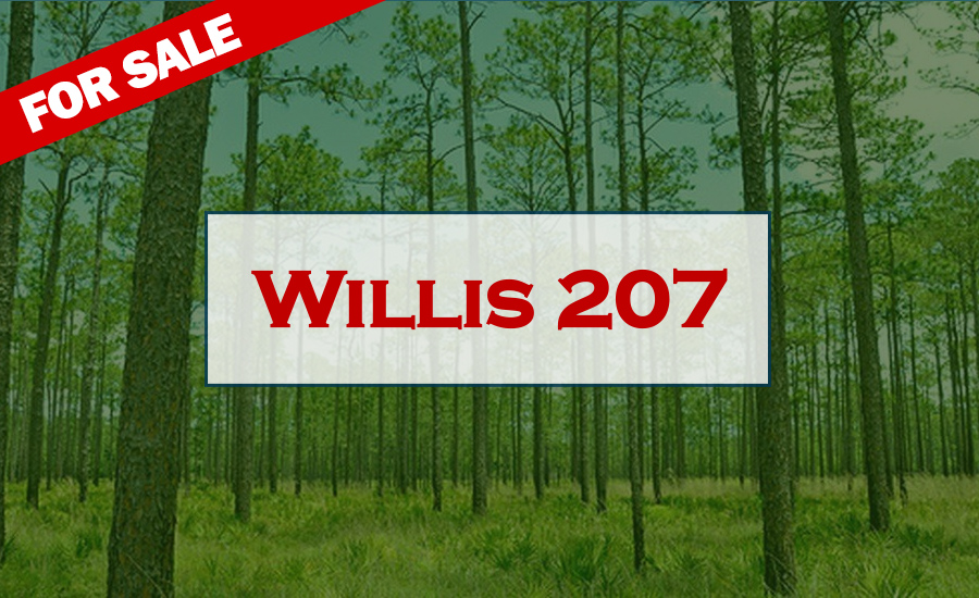 Willis 207